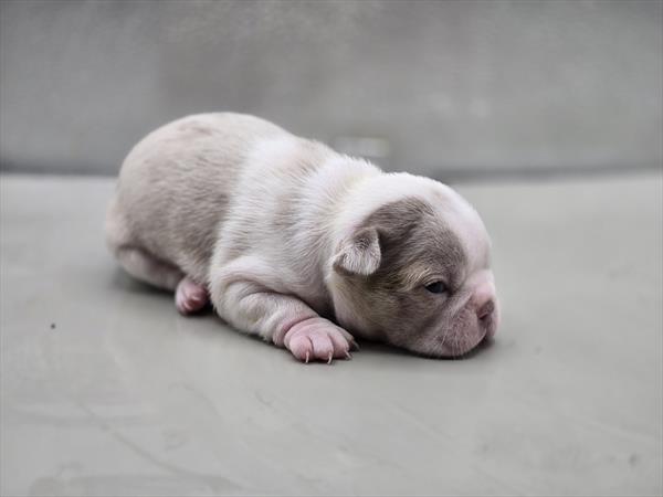[#25125-03]  - Blue Merle / White F Boston Terrier Puppies for Sale