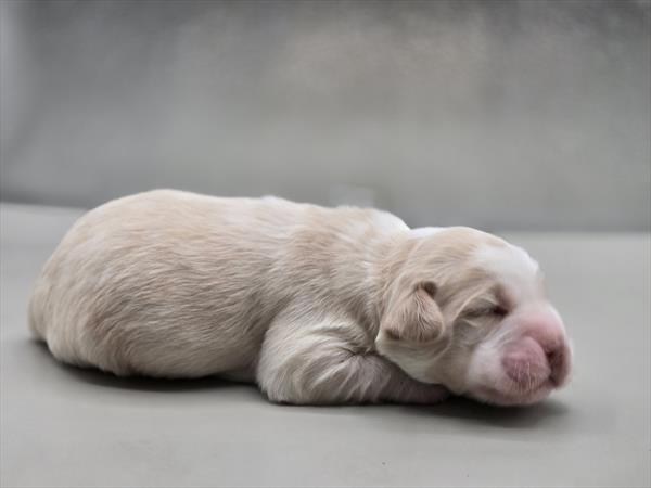 [#25127-05]  - Buff / White M Hippo Mini Puppies for Sale