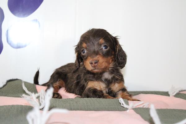 [#252702-04]  - Chocolate F Dachshund Puppies for Sale