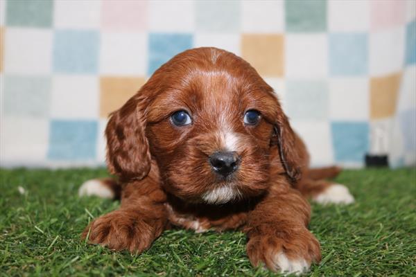 [#252241-04]  - Red F Cavapoo Puppies for Sale