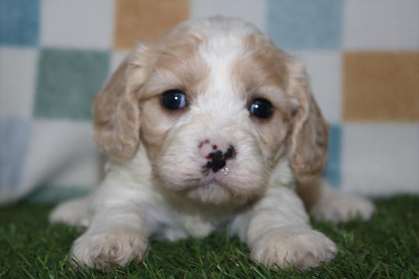 [#252308-04]  - Blenheim F Cavachon Puppies for Sale