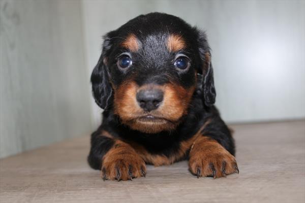 [#252274-01]  - Black / Tan M Dachshund Puppies for Sale