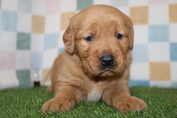 [#25374-01]  - Golden M Golden Retriever Puppies for Sale