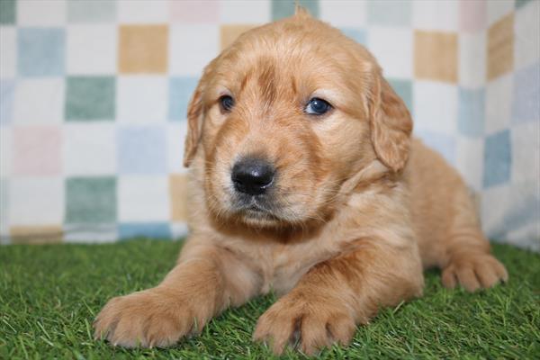 [#25374-04]  - Golden F Golden Retriever Puppies for Sale