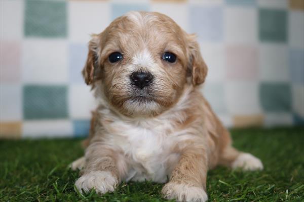 [#252341-04]  - Cream F Maltipoo Puppies for Sale