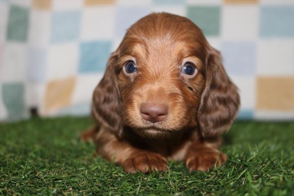[#252284-02]  - Chocolate / Tan M Dachshund Puppies for Sale