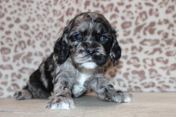 [#252319-08]  - Blue Merle / White F Cocker Spaniel Puppies for Sale