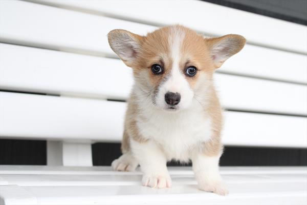[#252781-03]  - Red / White F Pembroke Welsh Corgi Puppies for Sale