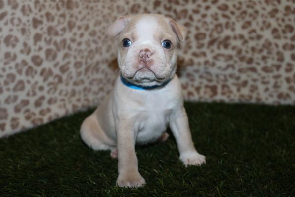 [#252357-01]  - Cream / White M Boston Terrier Puppies for Sale