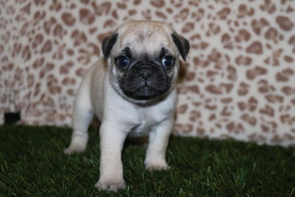 [#252356-01]  - Fawn M Pug Puppies for Sale
