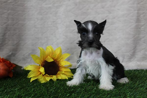 [#252300-04]  - Black / White F Miniature Schnauzer Puppies for Sale