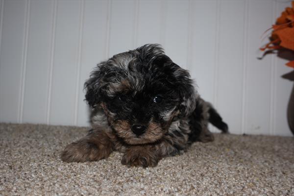 [#253310-03]  - Blue Merle F Havapoo Puppies for Sale