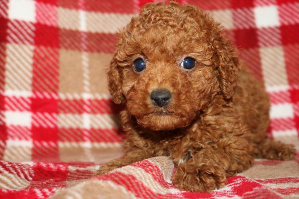 [#252333-03]  - Red F Poodle Puppies for Sale