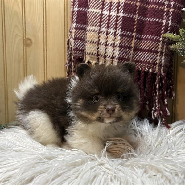 [#252734-04]  - Chocolate / White M Pomeranian Puppies for Sale