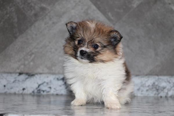 [#252883-01]  - Brown / White M Pomeranian Puppies for Sale
