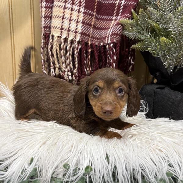 [#252799-05]  - Chocolate / Tan F Dachshund Puppies for Sale