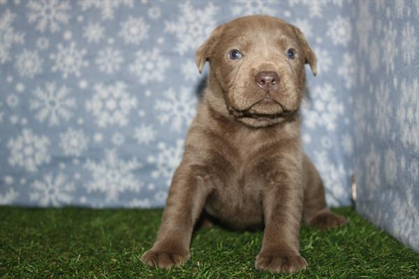 [#25386-03]  - Silver M Labrador Retriever Puppies for Sale