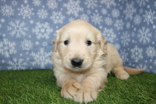 [#25389-02]  - Golden M Golden Retriever Puppies for Sale