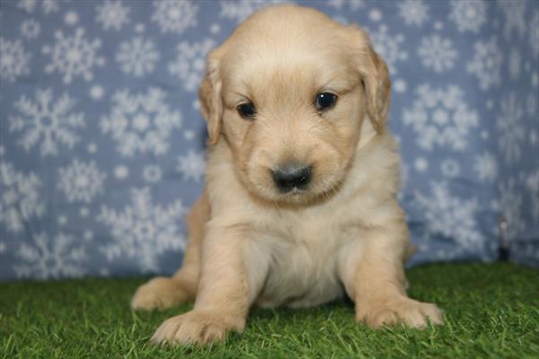 [#25389-06]  - Golden F Golden Retriever Puppies for Sale