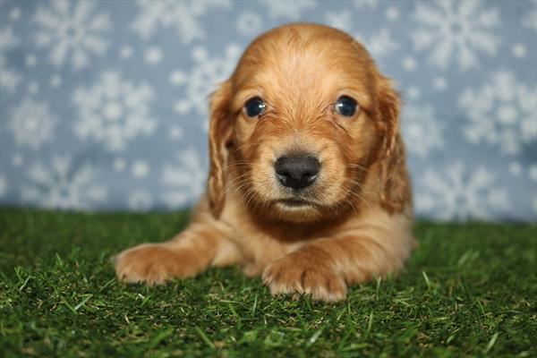 [#252354-01]  - Red M Dachshund Puppies for Sale