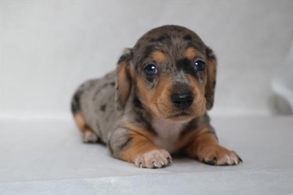 [#252428-05]  - Silver Dapple F Dachshund Puppies for Sale