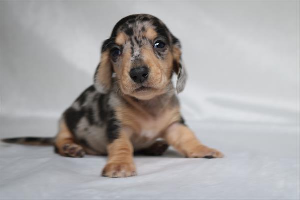 [#252428-06]  - Silver Dapple F Dachshund Puppies for Sale