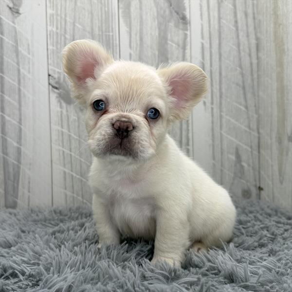 [#253132-02]  - Cream M French Bulldog Puppies for Sale
