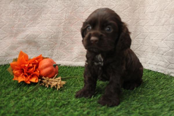 [#252472-07]  - Chocolate F Cocker Spaniel Puppies for Sale