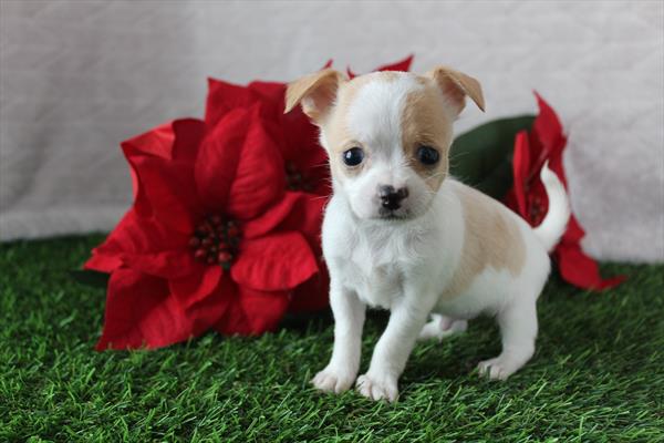 [#252466-01]  - Cream / White M Chihuahua Puppies for Sale