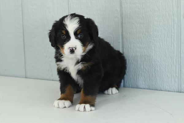 [#253225-02]  - Black Rust / White M Bernese Mountain Dog Puppies for Sale