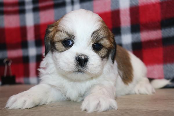 [#252452-04]  - Brown / White M Lhasa Apso Puppies for Sale
