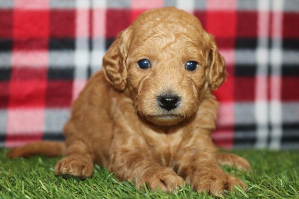 [#252364-09]  - Red F Goldendoodle Mini F1b Puppies for Sale