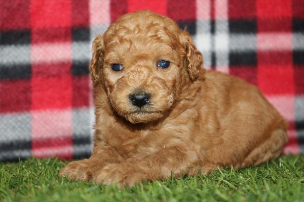 [#252364-07]  - Red M Goldendoodle Mini F1b Puppies for Sale
