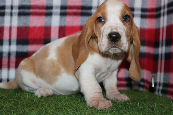 [#25405-03]  - Lemon / White F Basset Hound Puppies for Sale