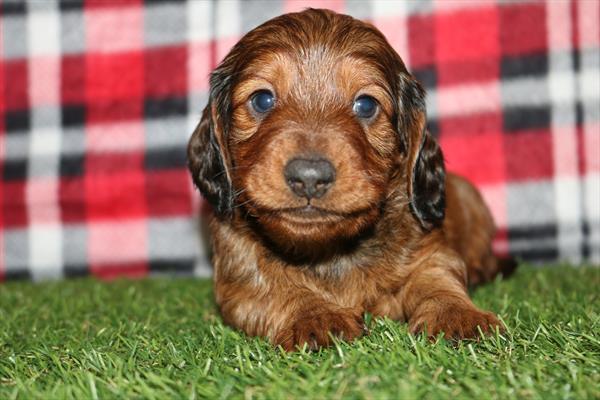 [#252435-01]  - Red M Dachshund Puppies for Sale