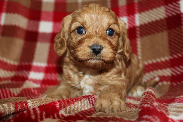 [#252449-02]  - Red M Cavapoo Puppies for Sale