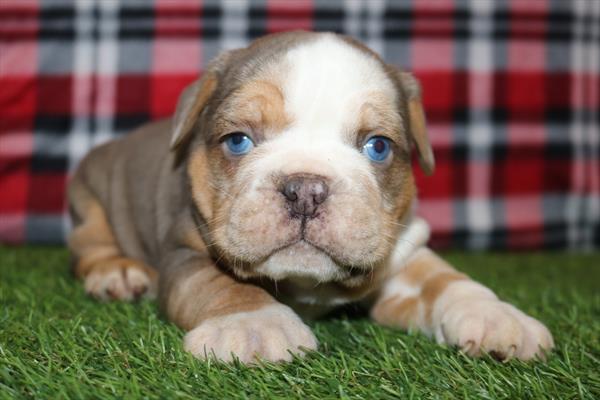[#252461-01]  - Blue Merle M Beabull 3/4 Puppies for Sale