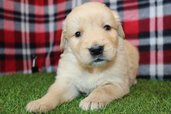 [#25402-01]  - Golden M Golden Retriever Puppies for Sale