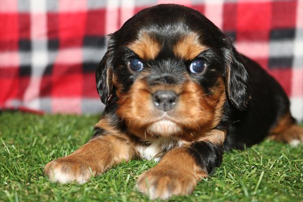 [#252491-01]  - Black / Tan M Cavalier King Charles Spaniel Puppies for Sale