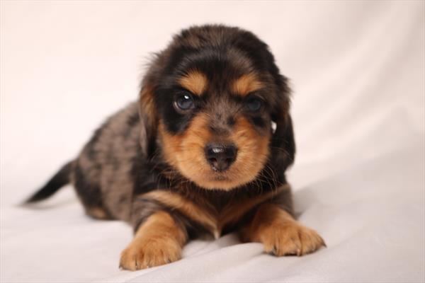 [#252475-01]  - Silver Dapple M Dachshund Puppies for Sale