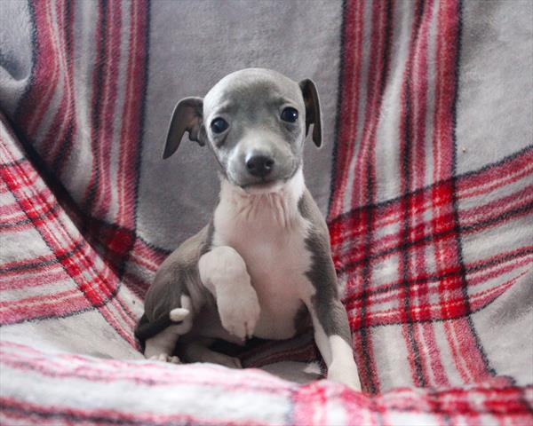 [#252843-02]  - Blue / White M Italian Greyhound Puppies for Sale