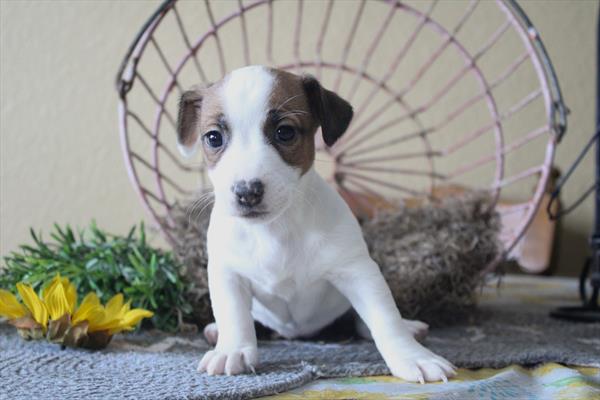 [#253048-03]  - Brown / White F Jack Russell Terrier Puppies for Sale
