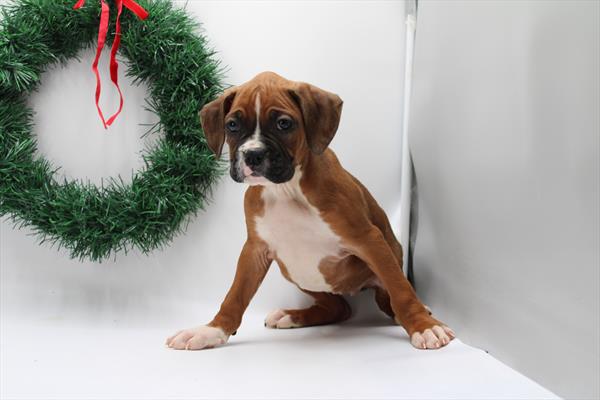 [#252807-06]  - Fawn / White F Boxer Puppies for Sale