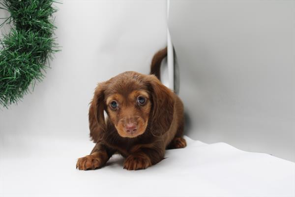 [#252835-04]  - Chocolate F Dachshund Puppies for Sale