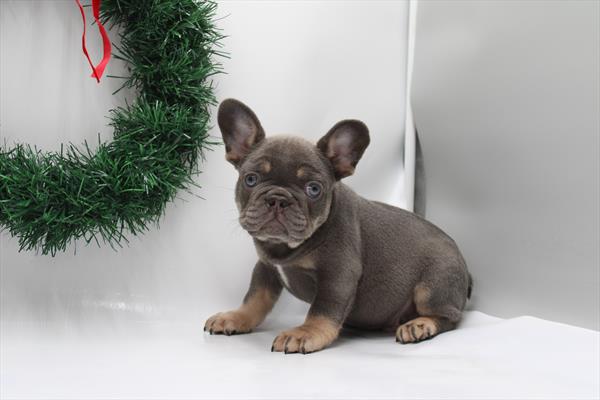 [#252699-01]  - Blue / Tan M French Bulldog Puppies for Sale