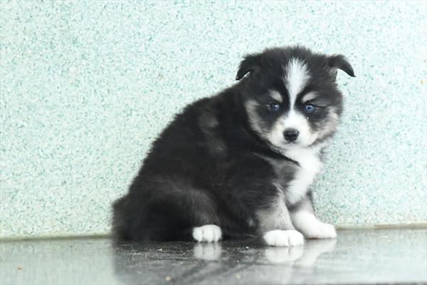 [#253157-03]  - Black / White M Pomsky Puppies for Sale