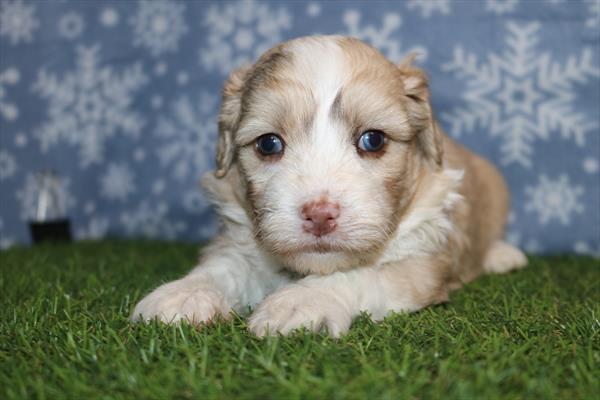 [#252485-05]  - Brown / White F Aussiechon Puppies for Sale