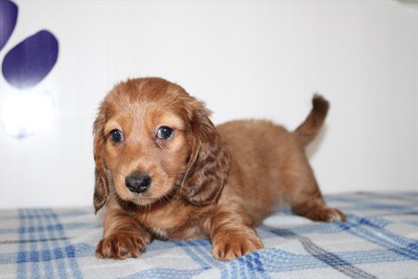 [#252918-01]  - Red M Dachshund Puppies for Sale