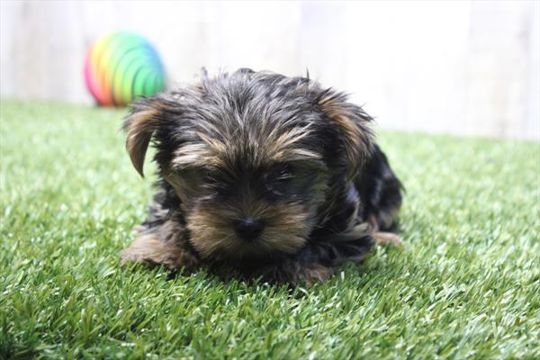 [#253297-01]  - Black / Tan M Yorkshire Terrier Puppies for Sale