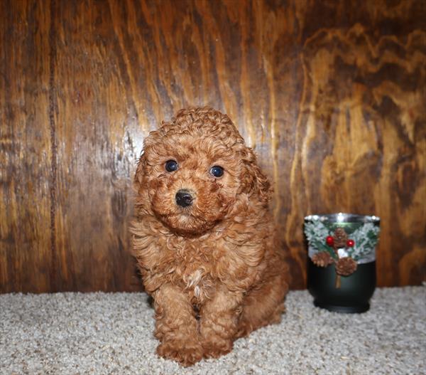 [#253275-02]  - Red F Poodle Puppies for Sale